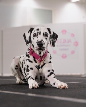 Temppu- ja aktivointikurssit